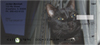 Black Cats