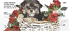 Yorkiepoo