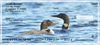 Loons on the Lake