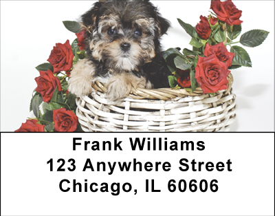 Yorkiepoo Labels